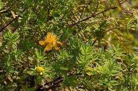 Image result for Hypericum revolutum