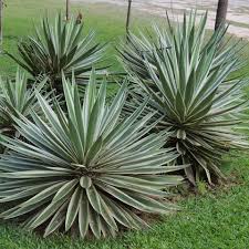 The cactus family is nearly endemic to the new world from southern canada to southern south the same thermal inertia usually keeps the tissues above freezing on cold winter nights. Cacti And Succulents Identification Agaves Suculentas Penduradas Nomes De Cactos