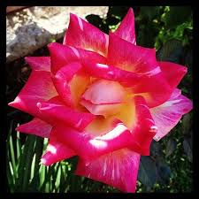The Roses Ate Out Roses Beirut Garden Spring At Collina Verde Rose Flowers Plants