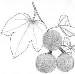 Image result for Thespesia garckeana