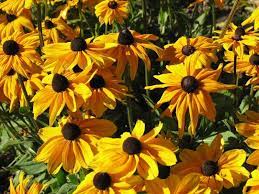 Pin On Gardening