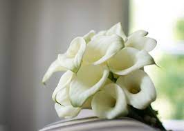 馬蹄蘭花語馬蹄蘭的外形充滿高雅氣質 蘊含溫柔美好的意思 花語是聖潔虔誠 尊貴 希望 有不少新娘子都喜歡以馬蹄蘭作為花球的材料 相當高貴