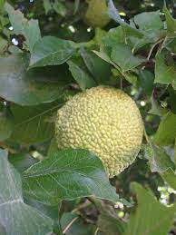 Maybe you would like to learn more about one of these? Maclura Pomifera Wikipedia