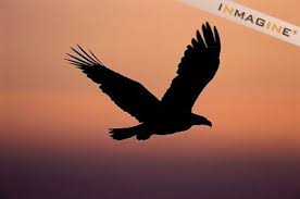 Silhouette Of A Bald Eagle Flying In The Sky Alaska Usa Photo Eagle Silhouette Eagle Tattoos Eagle Eagle hawk golden eagle bird mosaic color silhouette animal back. pinterest