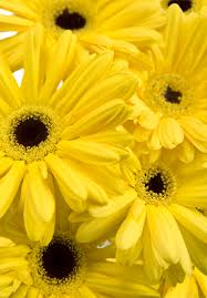 Image result for Gerbera