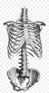 Anatomy (greek anatomē, 'dissection') is the branch of biology concerned with the study of the structure of organisms and their parts. Human Body Human Skeleton Bone Homo Sapiens 3d Perspective View Of The Human Body 3d Computer Graphics 3d Human Png Pngwing