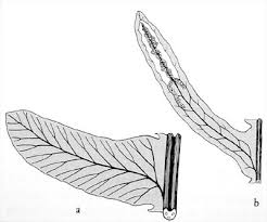 Image result for Blechnaceae