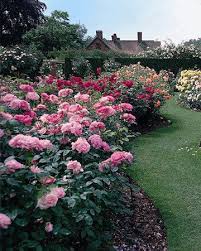 The Secrets Of Martha S Rose Garden Rose Garden Design Rose Garden Landscape Growing Roses