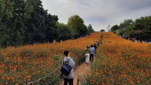 Bukan hanya itu, taman ini juga menarik dikarenakan adanya patung patung batu yang menggambarkan pahlawan nasional korea. Foto Pesona Ladang Bunga Olimpic Park Populer Di Korea Selatan Kumparan Com