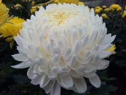 Chrysanthemums Chrysanthemum Beautiful Flowers May Flowers