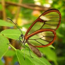 Pin By Kevser Kurt On Photography Beautiful Butterflies Nature Animals Glasswing Butterfly