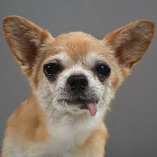 Tips and tricks, supplies and resources. How Much Does Artificial Insemination For Dogs Cost Canine Scanning