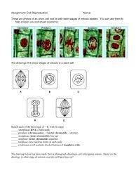 In addition, plant cells differ from animal cells in a number of key ways. Assignment Cell Reproduction Name