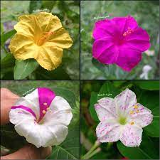 Pin On Gardening