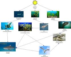 When sharks prowl shallow waters, fish quit foraging and hide—sparing seaweed from being grazed in those areas. Food Web Tiger Shark Cap
