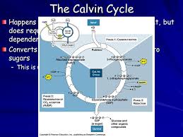 We did not find results for: Warm Up 1 Where Do The Light Dependent Reactions Take Place 2 Where Do Free E S First Gain E From The Sun During The Light Dependent Reactions Ppt Download