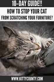 10 Day Step By Step Guide To Stop Your Cats Scratching Your Furniture Cats Cat Scratching Furniture Cat Scratching