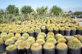 Check spelling or type a new query. Gdnc Nursery Serving Palm Springs And The Coachella Valley