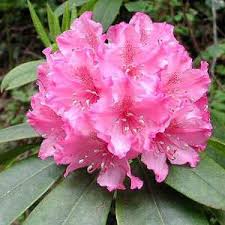 Rhododendron Danger Floriography The Language Of Flowers During The Victorian Era Flowers And Plants Were West Virginia State Flower Flowers Flower Seeds