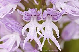 Orchids Strange Flowers Rare Flowers Orchid Flower