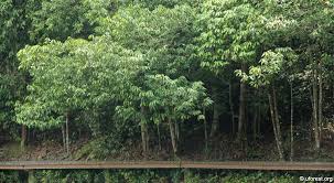 Image result for Aidia