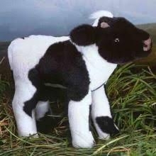 Black And White Bull Kosen 5763 Bull Calf Black And White Black And White Baby Black And White Bull