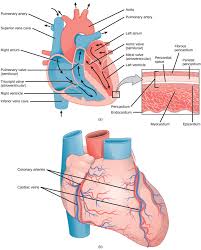 Blood transports substances around the body to every cell and removes toxic waste. Mammalian Heart And Blood Vessels Boundless Biology