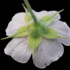 Image result for Abutilon englerianum