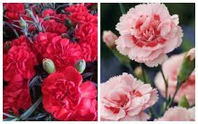 Get in touch with γαρυφαλλια❤ (@garyklv) — 1628 answers, 6412 likes. Garyfallia Symboyles Kai Mystika Gia Th Swsth Frontida Ths Radio4 Gr