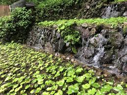 奥多摩のわさびについて - About WASABI in Okutama - | TOKYO WASABI