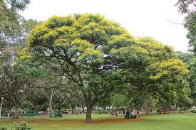 Image result for Peltophorum pterocarpum