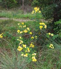 Image result for Senna floribunda