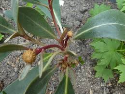 Image result for Pachycarpus firmus