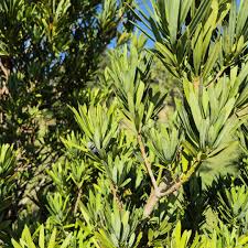 Image result for Podocarpus latifolius