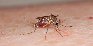 The symptoms build up quickly and last for a couple of hours. Skeeter Syndrome Is A Rare Condition That Makes You Allergic To Mosquito Bites Here S How To Tell If You Have It Business Insider