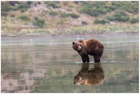 In business on the kenai peninsula since the early 1980's, we provide the very best in alaskan adventures. Alaska Peninsula Brown Bears 2019 Daniel Luedin Photography