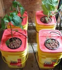 It covers all of the bases so that you understand all of the essentials. Gardening Without Soil Triangle Gardener Magazine