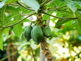 Pflanzen, die interessant aussehen, schmackhafte früchte bilden und zudem über viele vitamine und zahlreiche weitere gesunde inhaltsstoffe . Die Bergpapaya Tropischer Fruchtgenuss Fur Wintergarten Und Terrasse