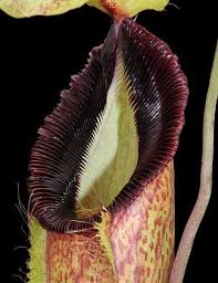 Image result for Nesaea spathulata