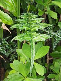 Image result for Acanthus montanus