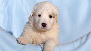 Pyrador Your Guide To The Great Pyrenees Labrador Mix