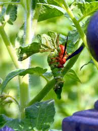 Maybe you would like to learn more about one of these? Red Paper Wasp Taking Care Of A Tomato Horn Worm In My Vegetable Garden A Definite Friend As Soon As I Saw T Garden Insects Garden And Yard Vegetable Garden