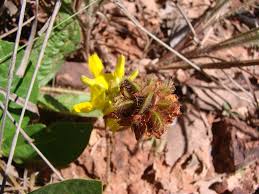 Image result for Eriosema