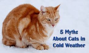 My indoor cat seems cold, but my boyfriend keeps insisting he's like a space heater, and that hes not one day she was napping outside during a hellish sleet storm. 5 Myths About Cats In Cold Weather Playful Kitty