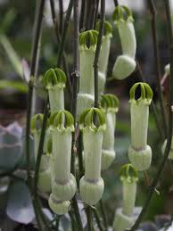 Image result for Ceropegia burchelliana