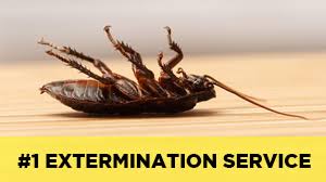 Keep an open eye to latest development in pest control. Bronx Pest Control Company Bronx Exterminators 24 Hour Pest Control