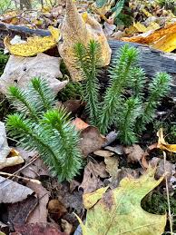 Image result for Huperzia gnidioides