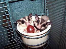 6 Cara Merawat Sugar Glider Agar Tumbuh Sehat Di Rumah