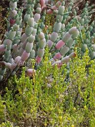 Image result for Halosarcia