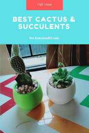 Learn how to care for these plants. Cactus Succulent Types Succulent Care Succulents Cactus And Succulents
